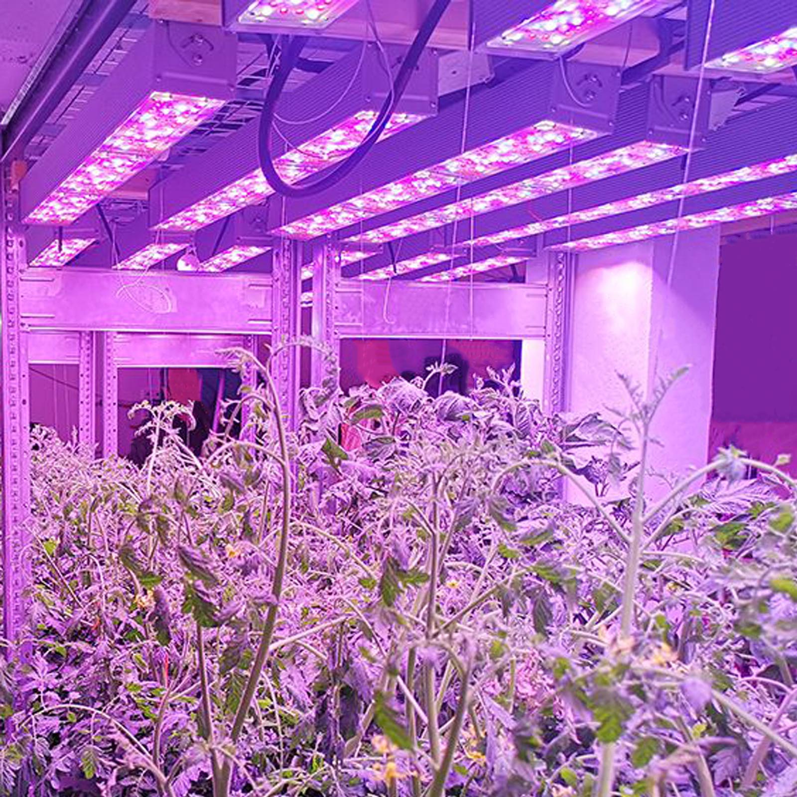 100W linear grow 9.jpg